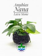Anubias Nana on lava stone